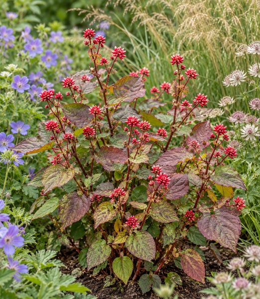Persicaria chinensis ‘Indian Summer’